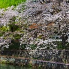 疏水の桜（６）
