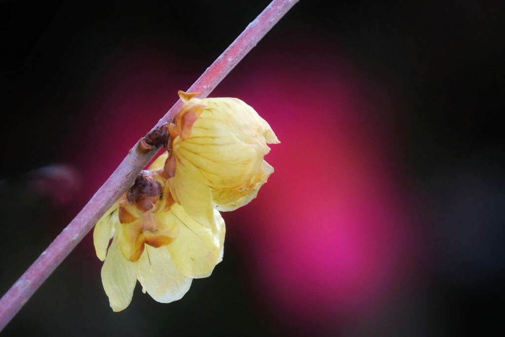 近所の花探し（９）