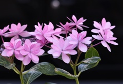 紫陽花