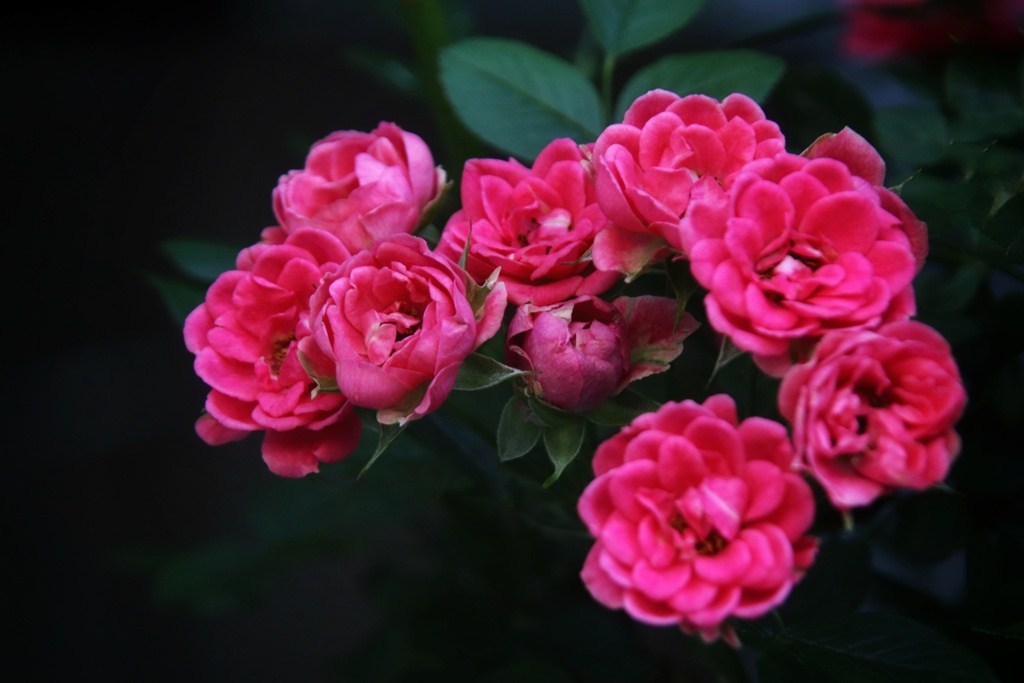 近所の花