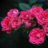 近所の花