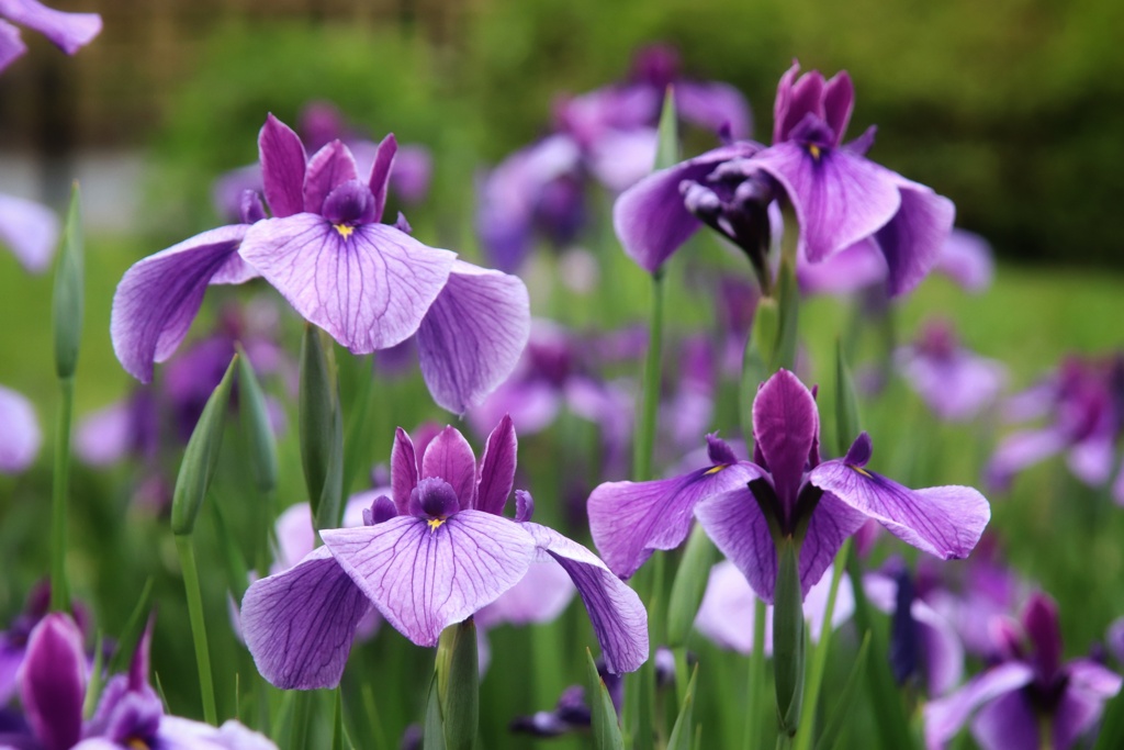 菖蒲
