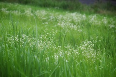 土手に咲く花