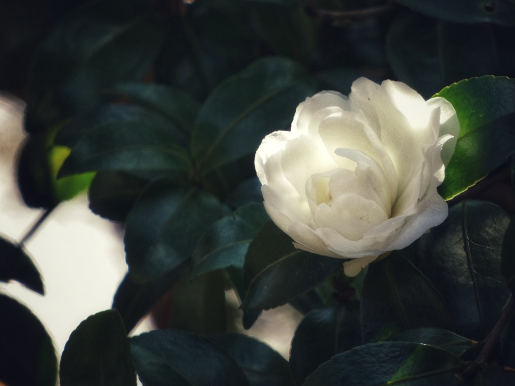 山茶花