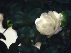 山茶花