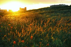 夕陽に輝く
