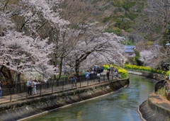 山科疏水