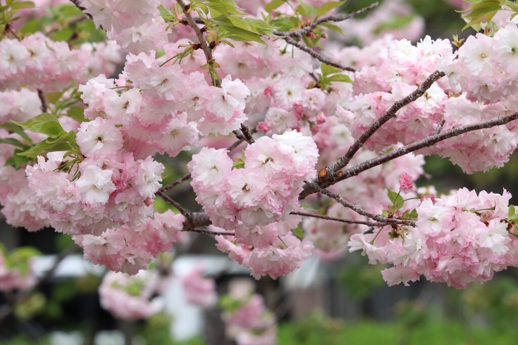 造幣局　桜