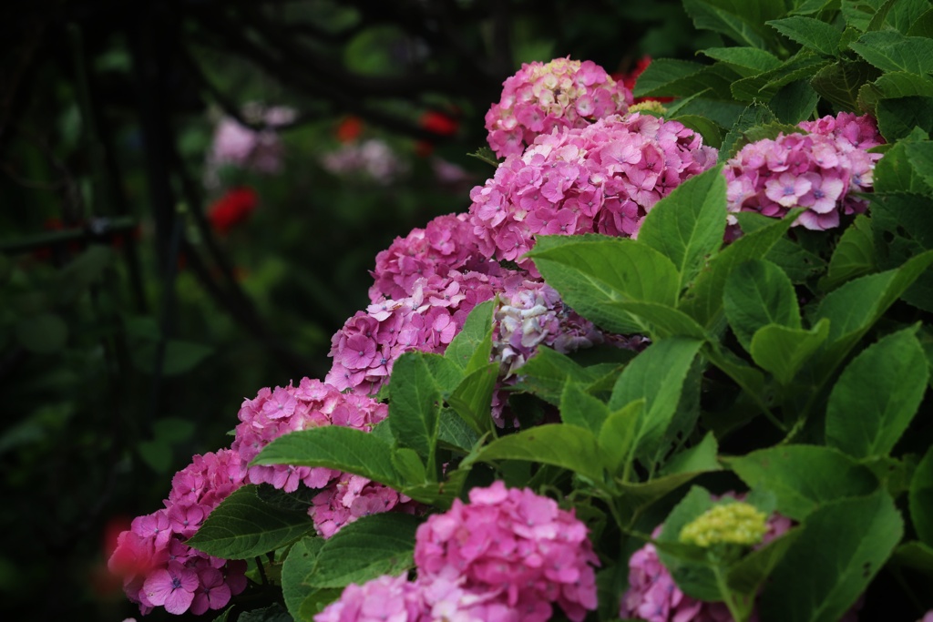 近所の花