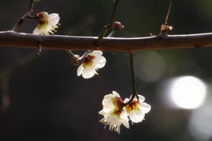 公園の梅