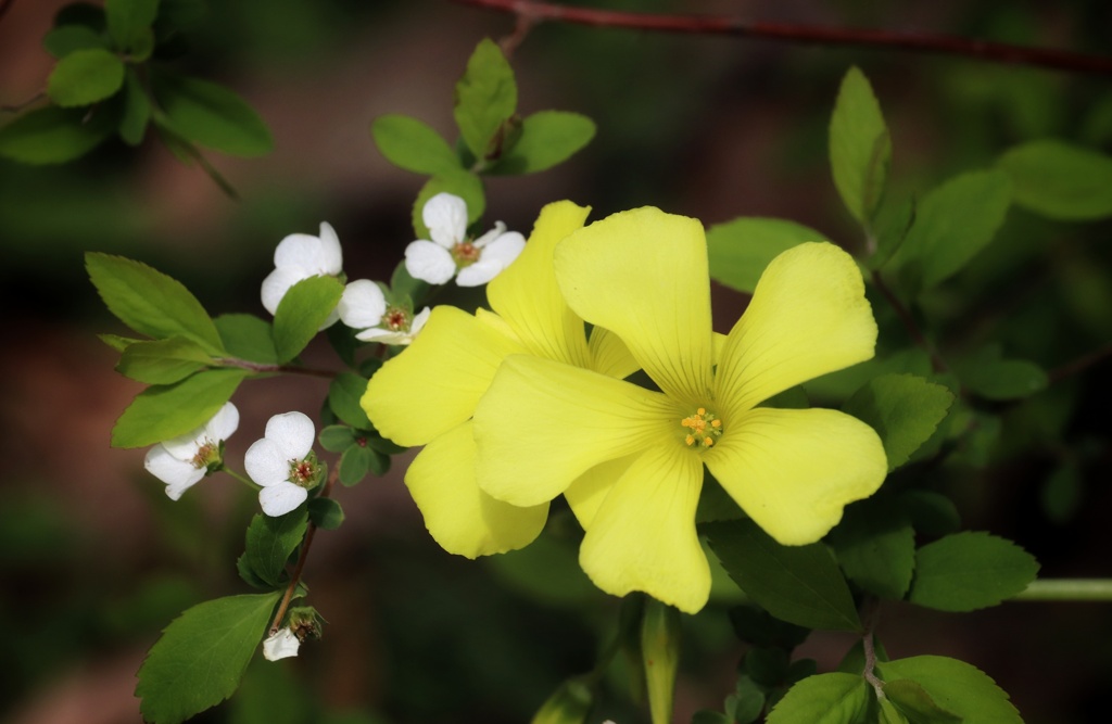 野の花