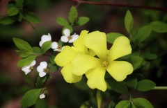 野の花
