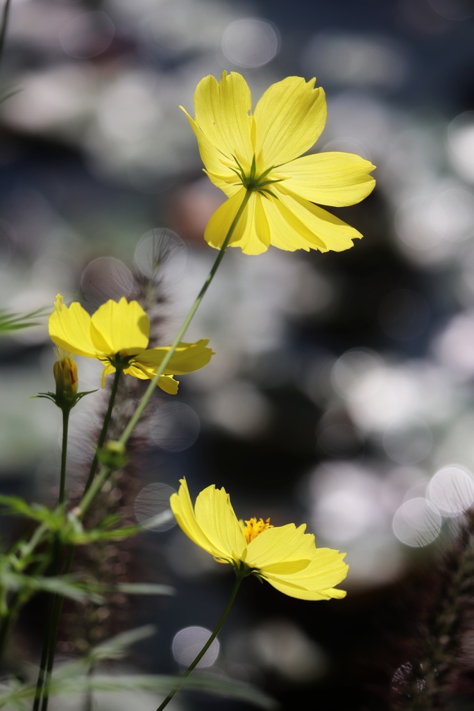 黄色秋桜