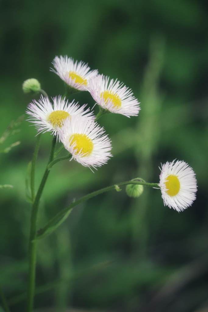 野の花