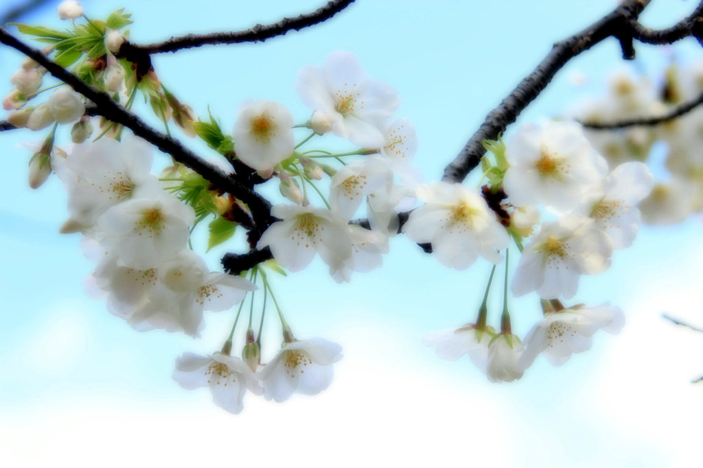 春ですよ~