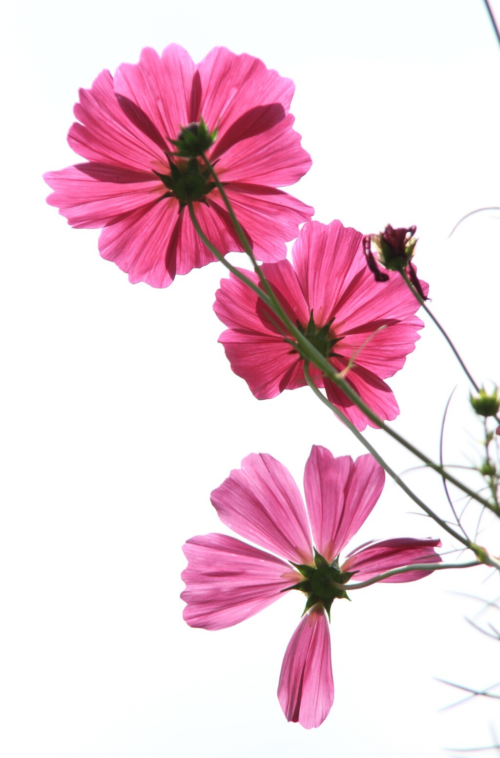 秋桜