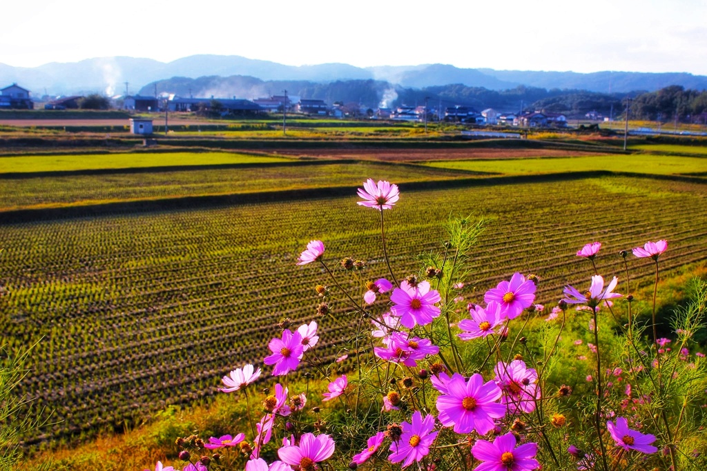 のどかな風景