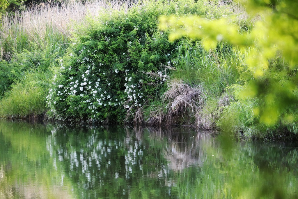 水辺の白い花