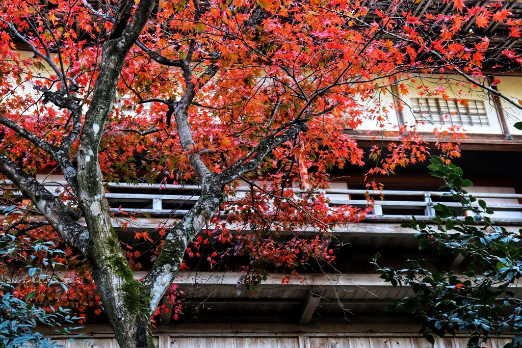 寺院の秋色