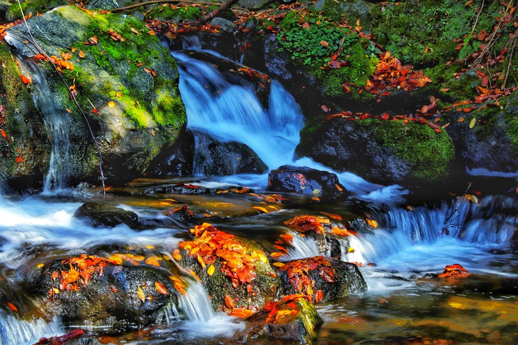 渓流の落ち葉