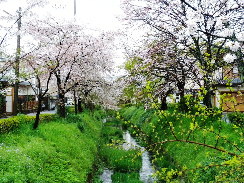 白川疎水