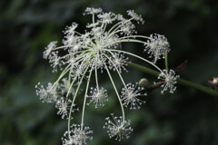 地上の花火