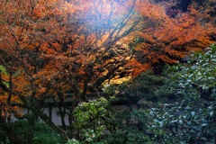 モミジに光射す