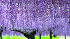 天王川公園　藤