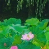 蓮池