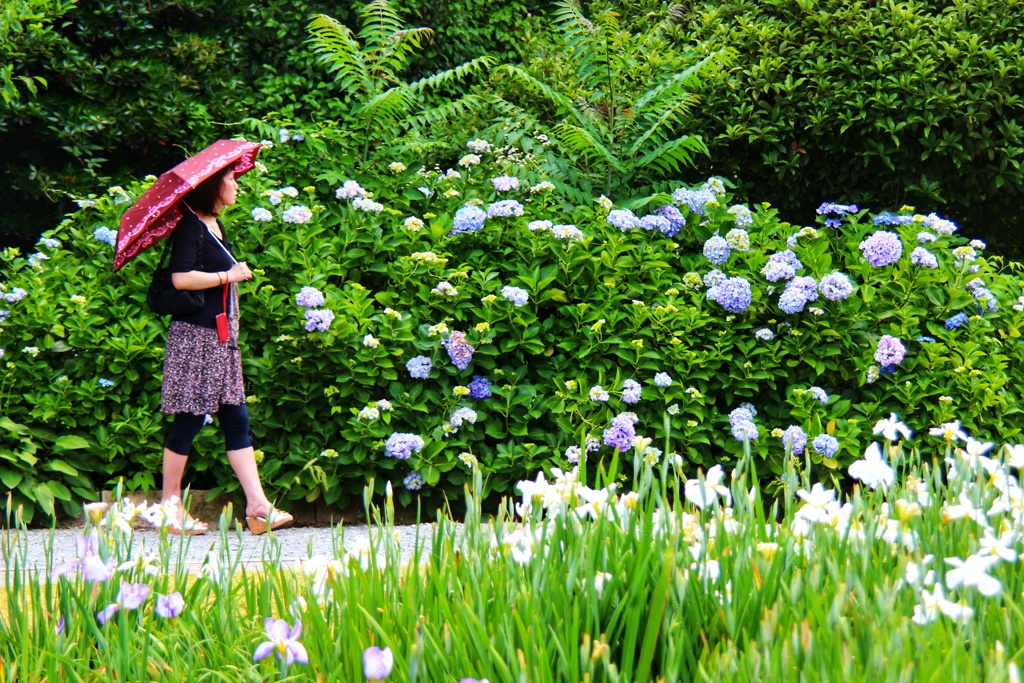 菖蒲園