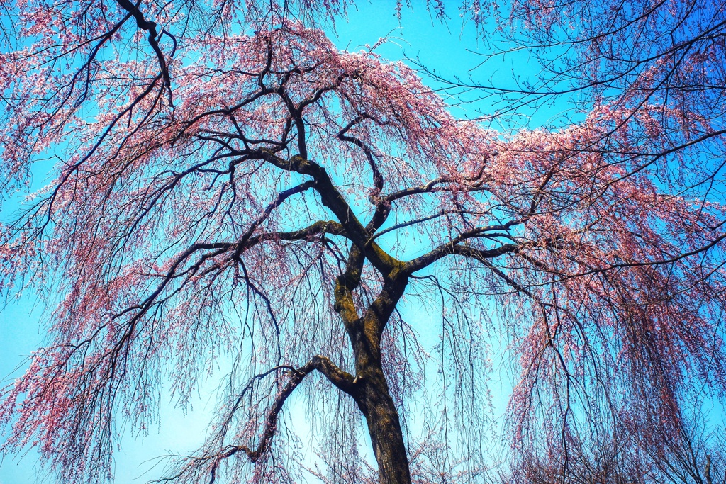 枝垂桜