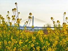 荒れ地が束の間の楽園に