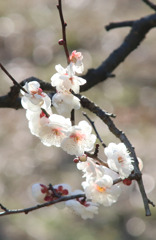 万博公園　梅林にて