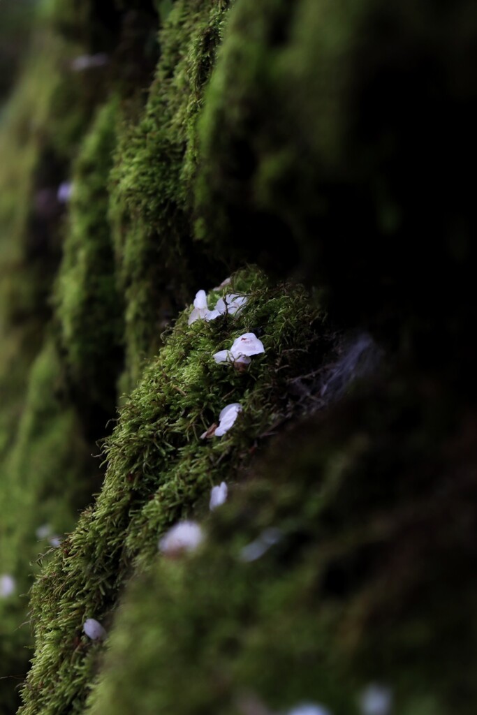 石苔に散る