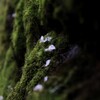 石苔に散る