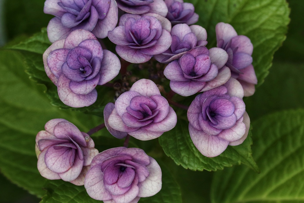 紫陽花