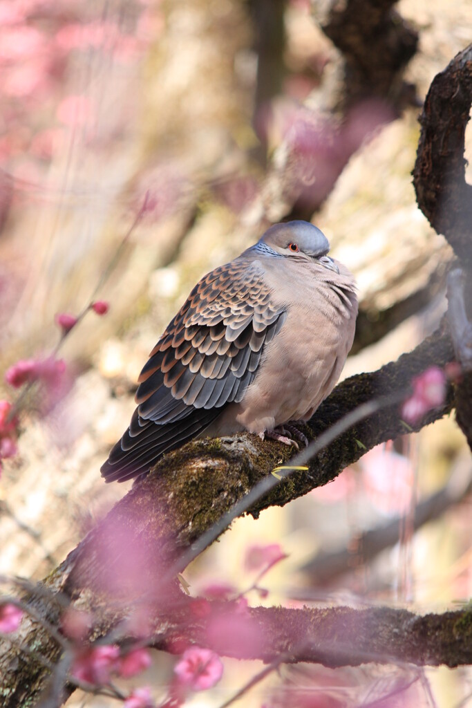 梅の木で休むキジバト