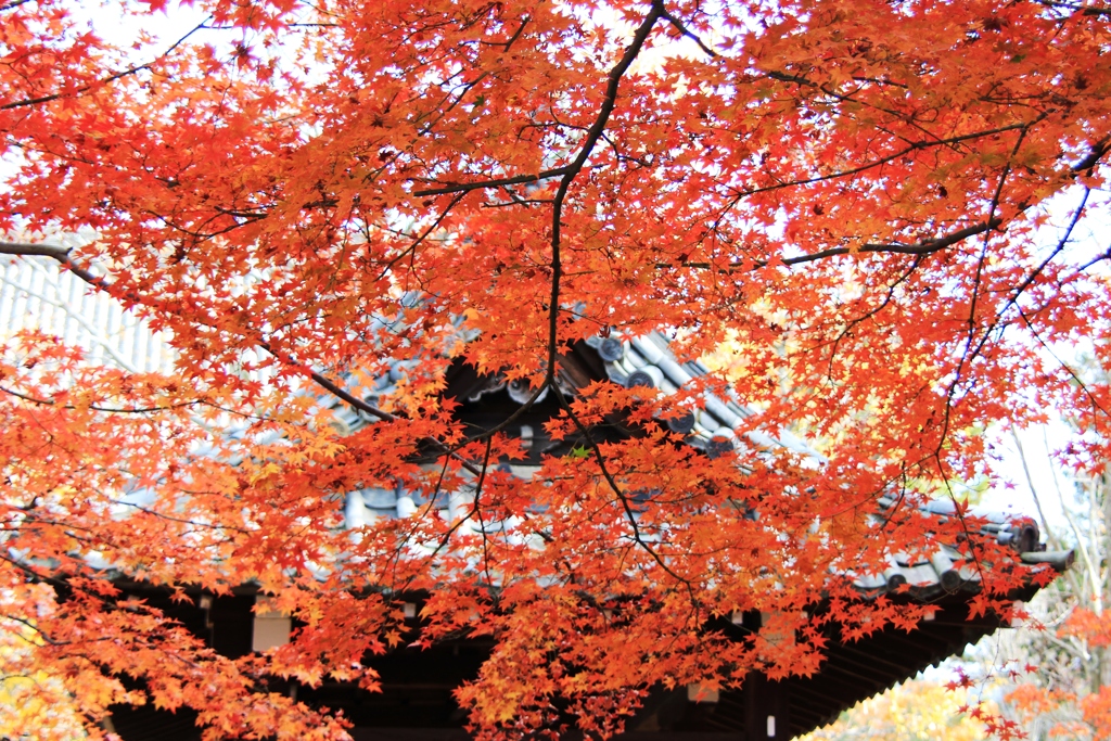 金戒光明寺