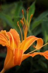 近所の花