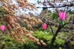 桜散りし後はモミジ