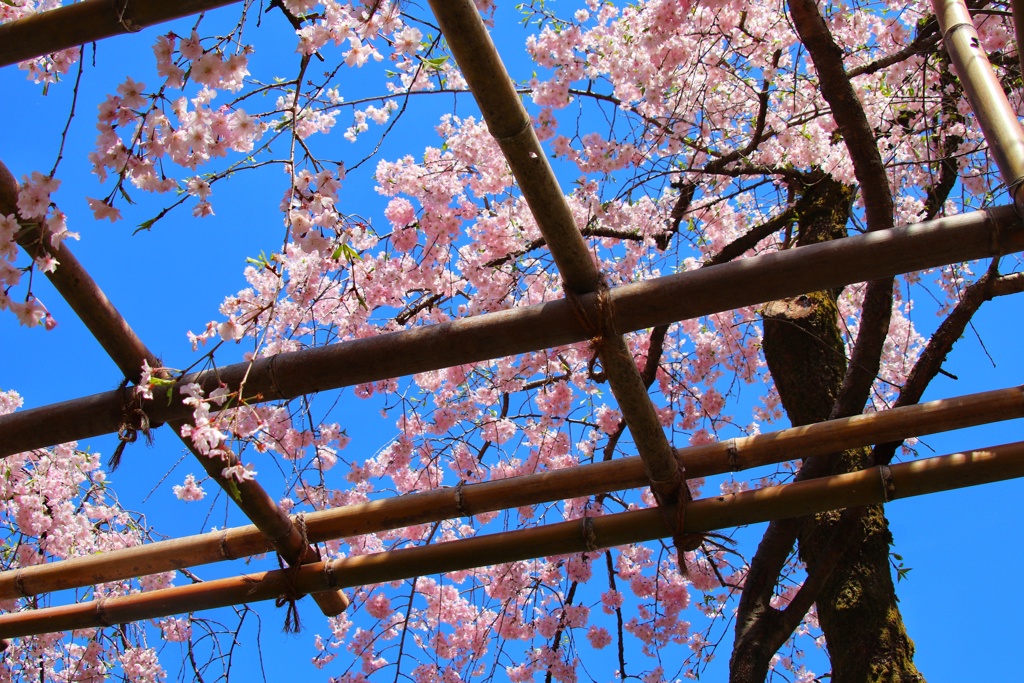 平安神宮の枝垂れ桜
