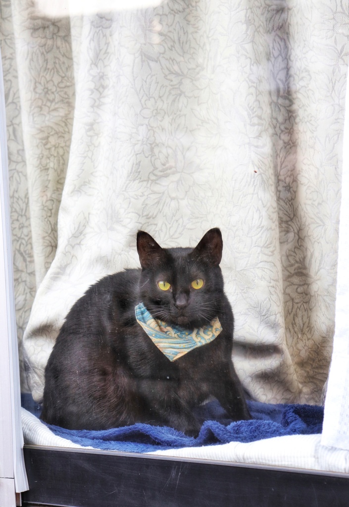 窓辺でにらめっこ