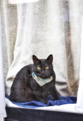 窓辺でにらめっこ