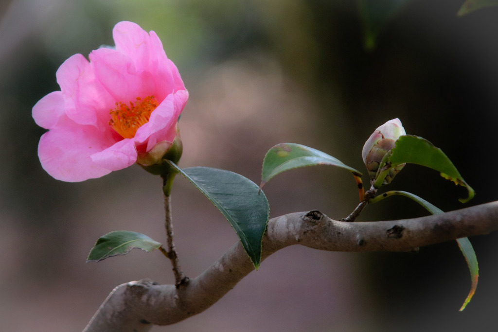 椿？　山茶花？　どちらはん？