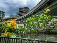 ビジネス街に咲く花
