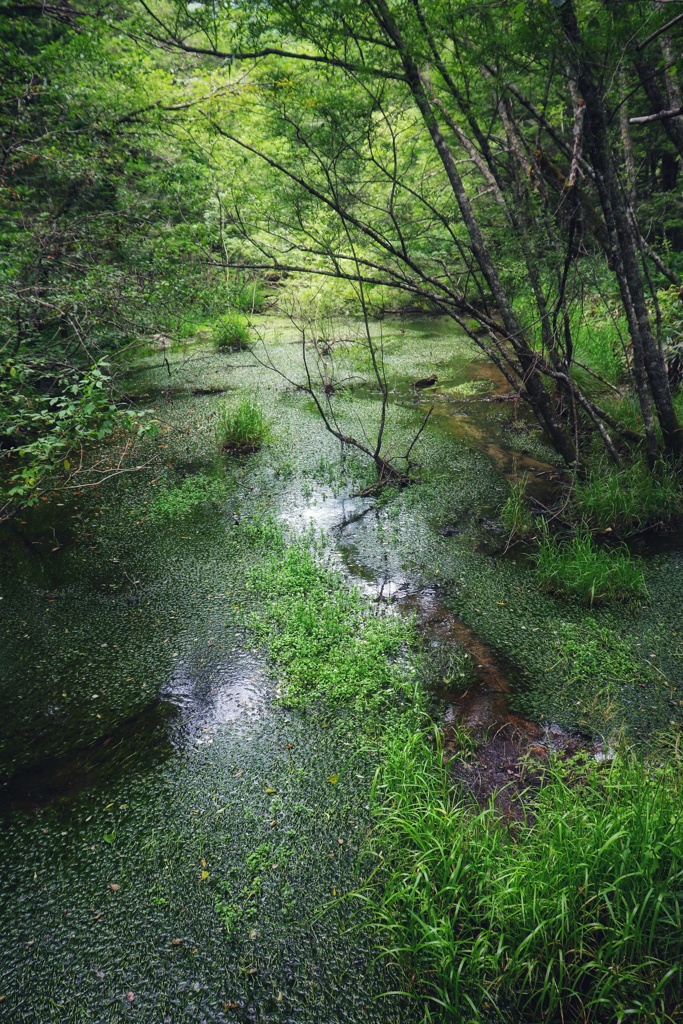緑の中を流れる
