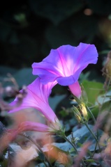 河川敷の花