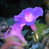 河川敷の花