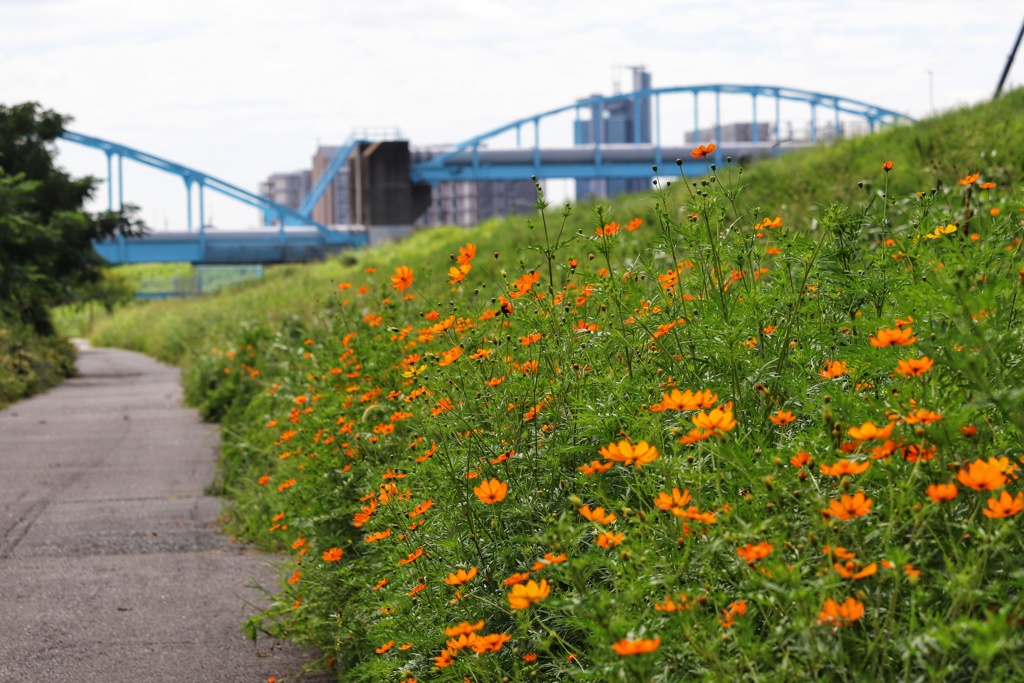 河川敷の花