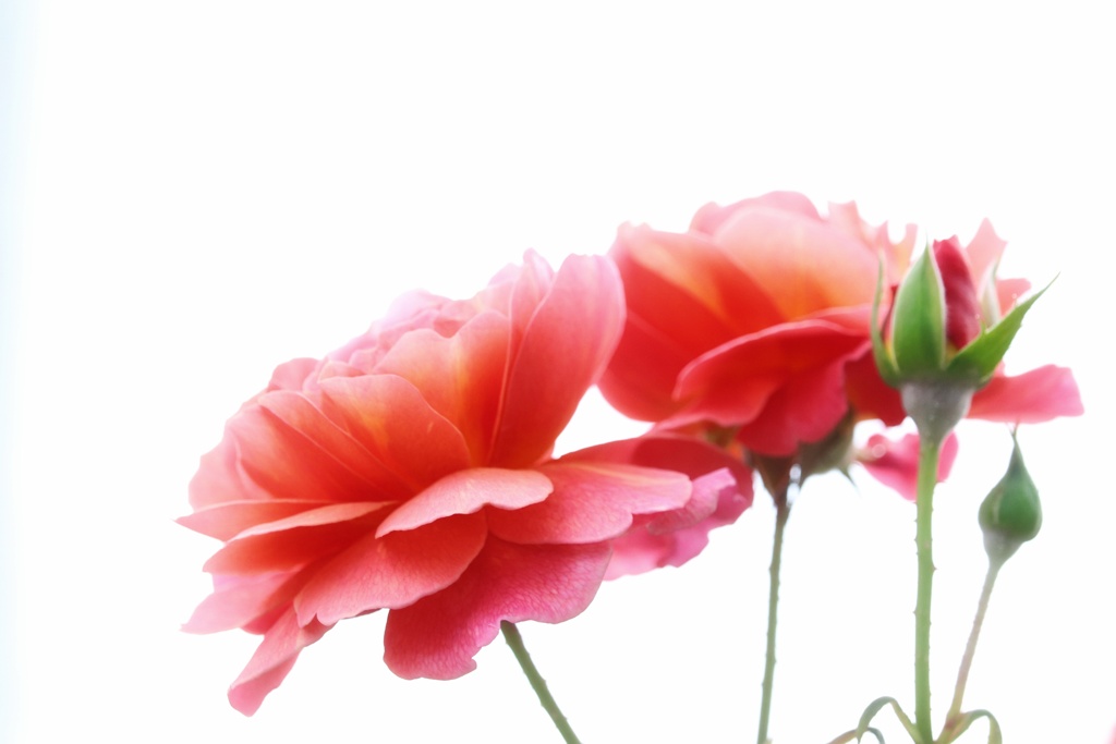 Romantic rose
